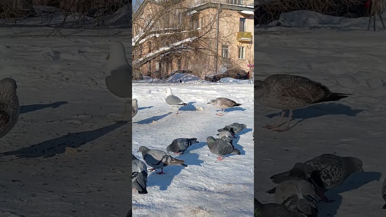 Кормлю птиц зимой