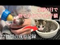 【捨て猫】生後0日で捨てられていた子猫を緊急保護してから22日間の記録