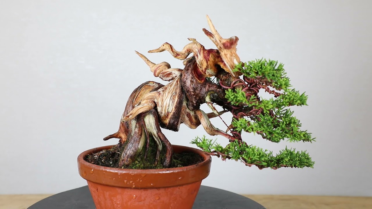 Koji Hiramatsu  Takamatsu Bonsai Channel