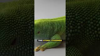 How Geckos Walk on Glass Using QUANTUM PHYSICS 🦎⚛️ #shorts