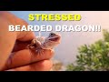 Stressed Bearded Dragon !! What To do !