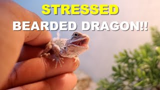 Stressed Bearded Dragon !! What To do !