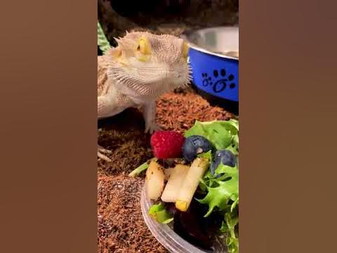 Cute Reptiles Try New Foods, Give Tasting Notes #shorts - YouTube