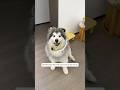 Cho mấy bé cún đi du lịch #chomeodangyeu #pets #dethuong #cuncon