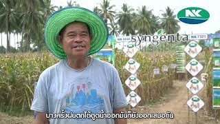 รีวิว ข้าวโพดหลังนา NK7321
