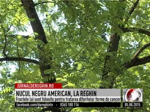 Video: Nucul Negru Este O Plantă Utilă Din America De Nord