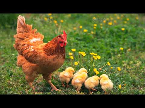 かわいいかくれんぼ