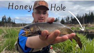 Fly Fishing a Honey Hole For Aggressive Brook Trout in Newfoundland !