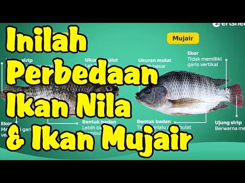 Perbedaan Ikan Nila dan Ikan Mujair