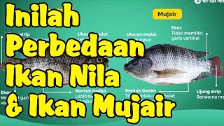 Perbedaan Ikan Nila dan Ikan Mujair
