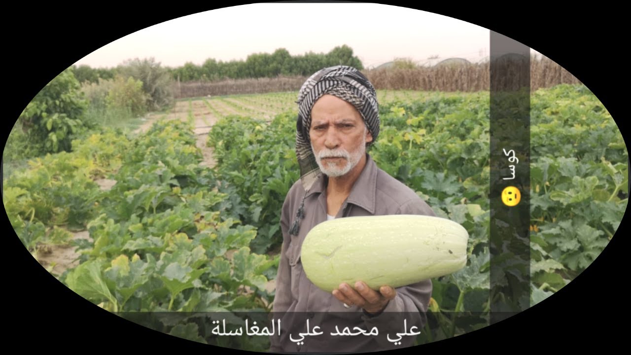 أبومعن الزراعية بالقطيف| يومية مزارع الحاج علي محمد المغاسلة