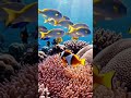 Foryou short video #fishing #fishing #birdfish #viral #shorts