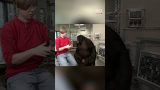 Kanzi, the smartest ape that ever lived | 60 Minutes Australia