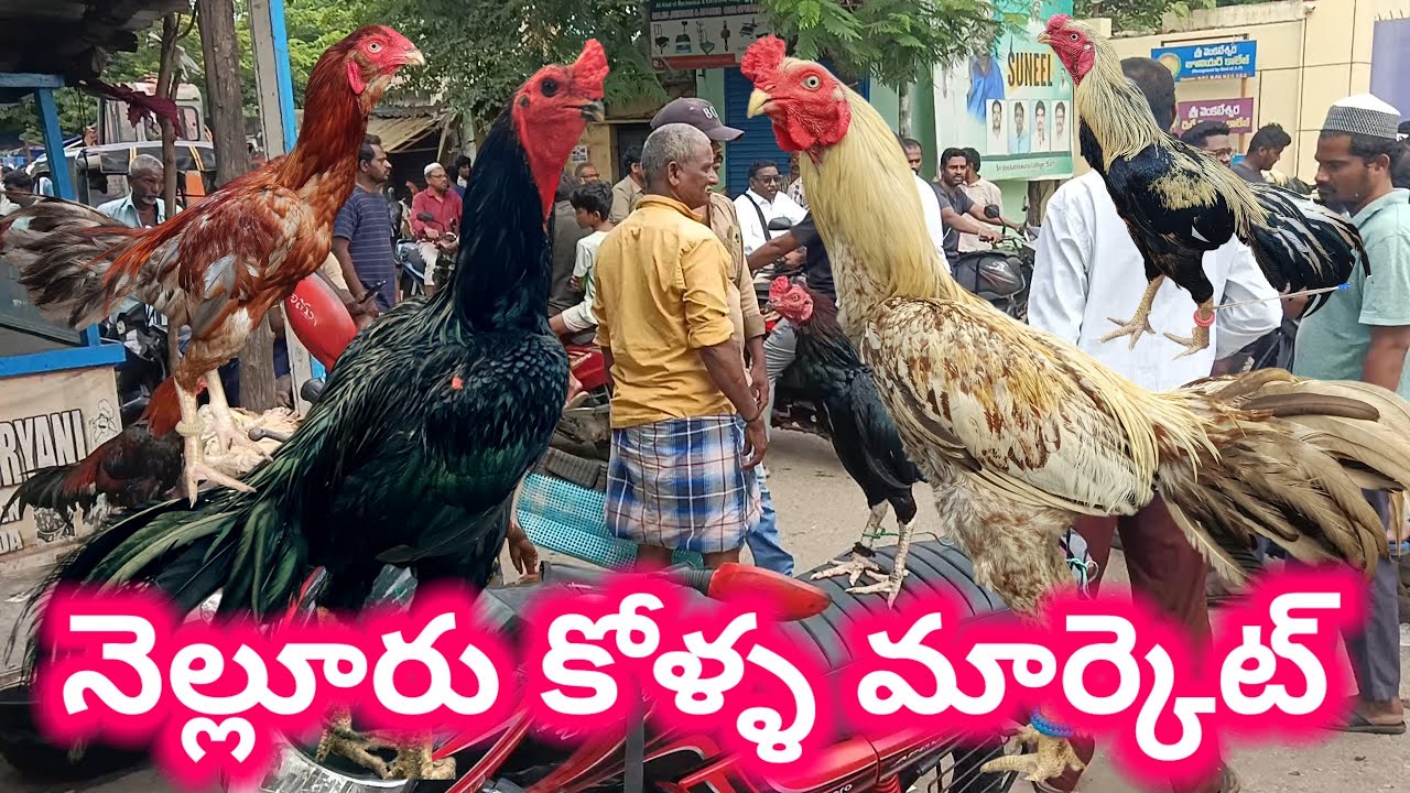 నెల్లూరు కోళ్ళ మార్కెట్ 10 8 2025 Nellore kolla market today Aseel murga market #market #aseelmurga
