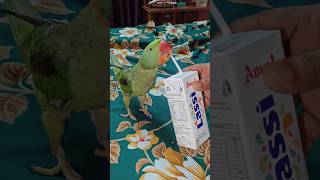 Badmas Bubi lassi pi raha hai wo vi stro sea 🙏🙏😱😱 #parrot #talkingparot #nonstoptalkingparrot #birds