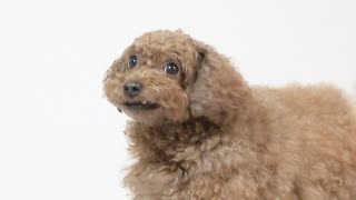 This Puppy is Desperately Guarding its Food