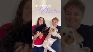 Episode 3 the Puppy Diaries #thepuppydiaries #litterofpuppies #dogbreeder #moodle #shoodle #puppies