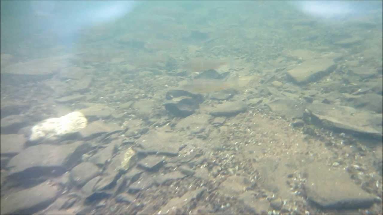 I See Fish People: Alburgh Dunes State Park