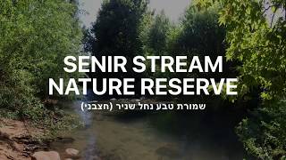 Senir stream Nature reserve, Israel