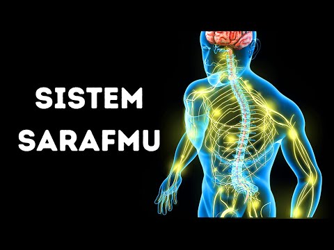 Perjalanan Menembus Sistem Sarafmu