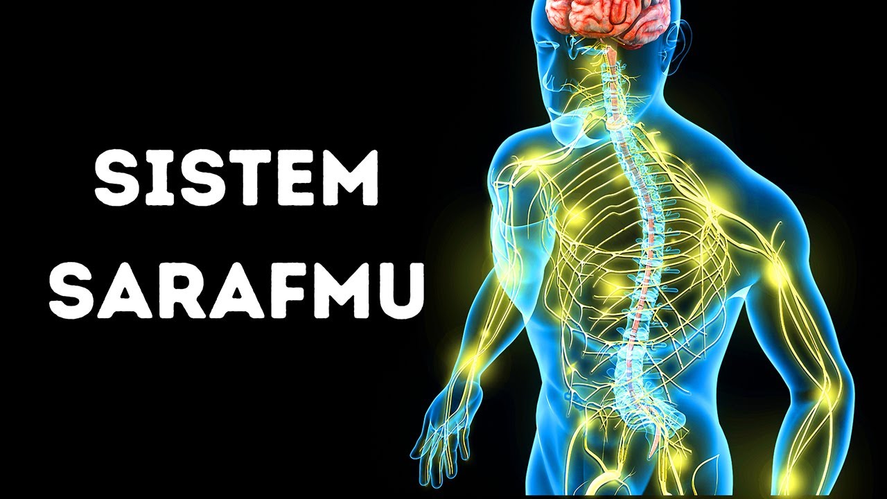 Perjalanan Menembus Sistem Sarafmu
