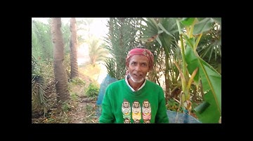 Extraction Of Date Palm Juice in Bangladesh. Tasty Juice form date tree.