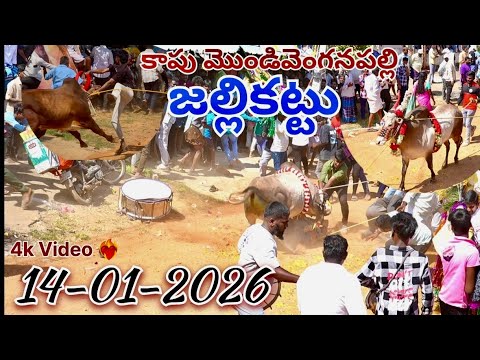 Kapu Mondivenganapalli Jallikattu Ll14 01 2026ll FULL LENGTH 4K Video Ll Subscribe For More Vides Ll 