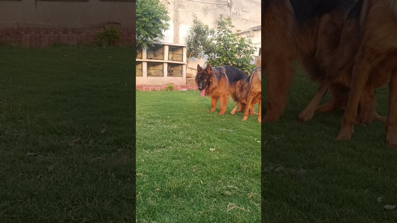 Long coat German shepherd mating