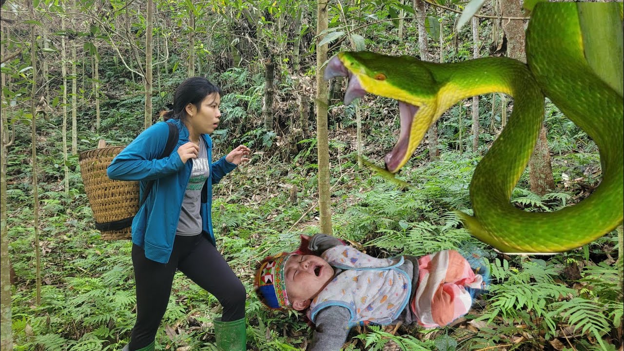 A single mother went into the forest to harvest and unfortunately ...