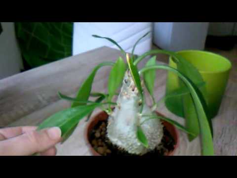 Ant plant Myrmecodia: Ameisenpflanze im Wohnzimmer
