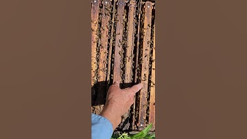 ☯️ 4 WAY MATING NUC_ HOW TO USE IT -swap frames #honeybee