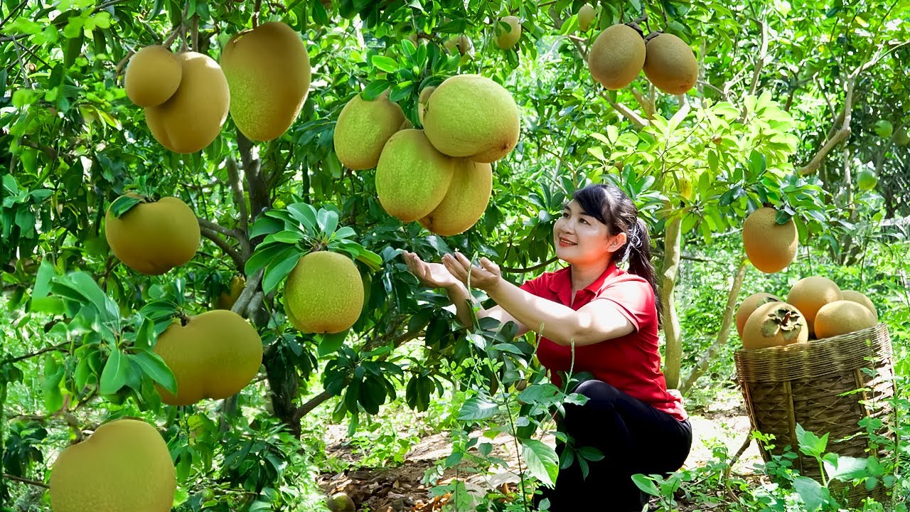 How To Harvest Sapodilla, Sell It At The Market And Cook Dishes At Home ...