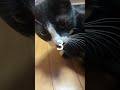 4797 目をつぶって🐱チャー