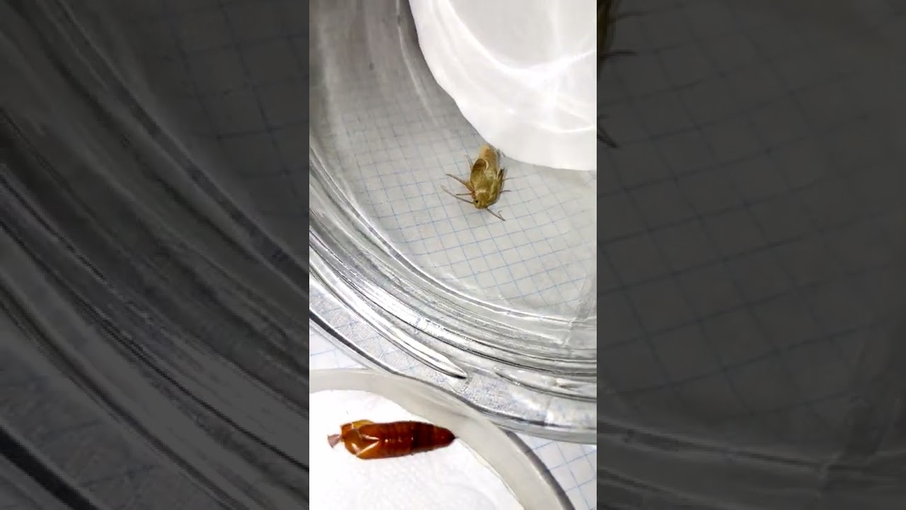 Después de 25 días. After 25 days (4ªparte)