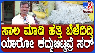 Download Lagu Cotton Theft: Workers snatch cotton bags from house.. Farmer's painful words | #TV9D MP3
