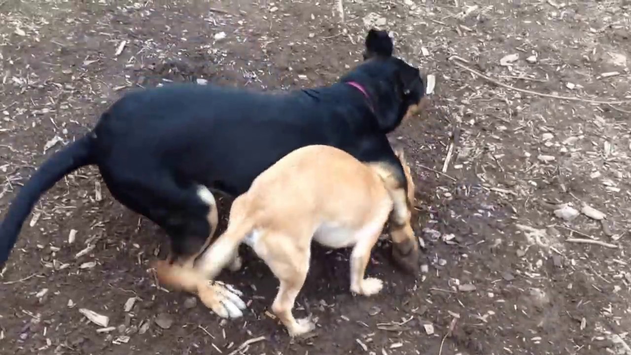 German Shepherd Rottweiler Mix Playing With Jack Russell Dachshund