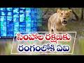 AI Technology Introduced to Protect Asiatic Lions in Gir Forest