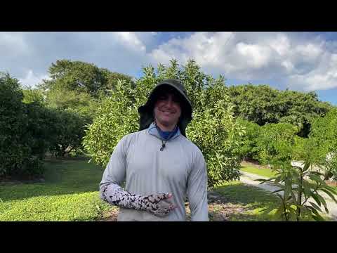 Mango Trees Replace Avocado Trees at Tropical Acres Farms. Why?
