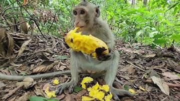 Watch This Cute Dawn Monkey Devour Mangoes Until It