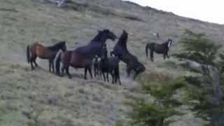 Horses fighting in Patagonia, Chile