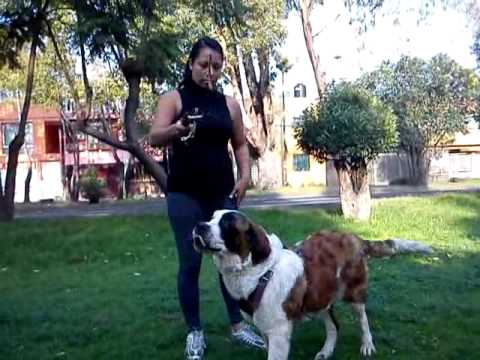IVONNE & WENDY SAN BERNARDO BERNARDINER SAINT BERNARD BARITA STICK