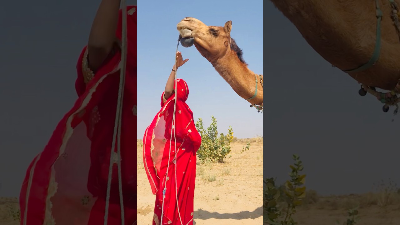 Camel in a Desert Moment That Stunned Everyone! 