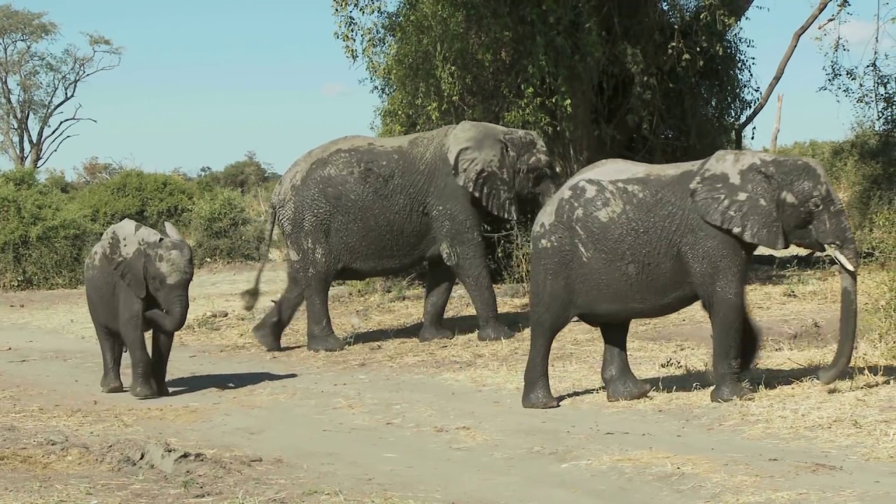 10 people who got shockingly close to large creatures youtube