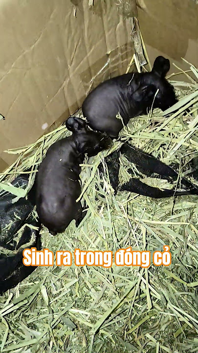 #dongvat #pets #animals #guineapig #chuotlang sinh ra trong đóng cỏ