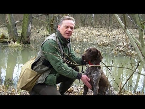 Wideo: Jakie Psy Polują