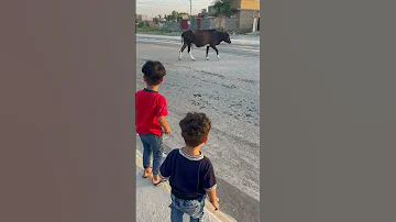 هايشة بنص الشارع 