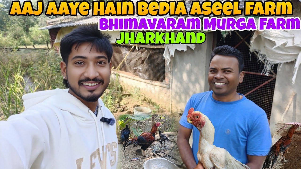 Aaj Aaye Hain Bedia Aseel farm Bhaiya Ji Ke Pass Top Quality Bhimavaram Aseel Murga Farming 🐓 Ranchi