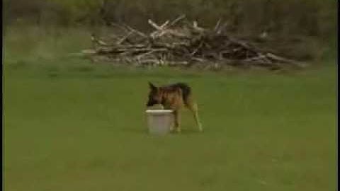 Detection Dog Training "Active Alert"  barking at the find