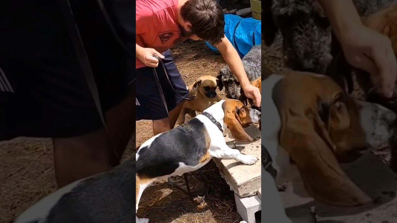 Small Obstacle Course with Lucy Pug Mix and audience 🐶