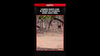 Lioness Hunts Cow In Front Of Tourists During Gir Safari, Video Goes Viral